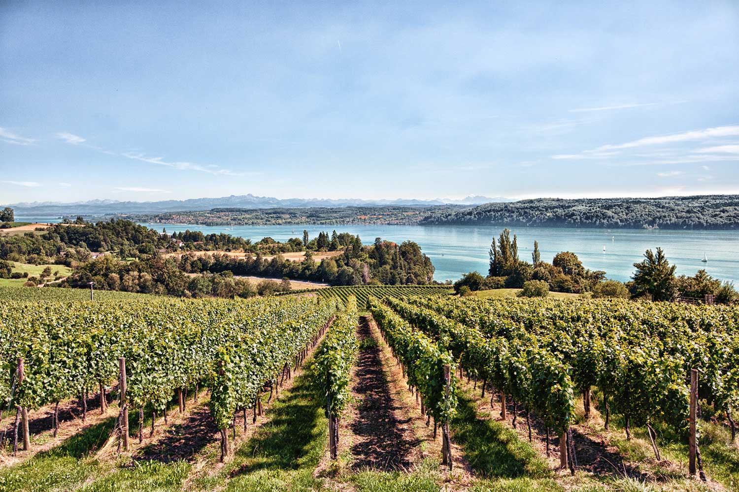Weinberg von Weingut Kress