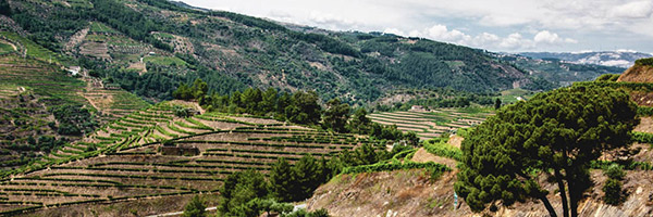 Weinfelder in den Bergen